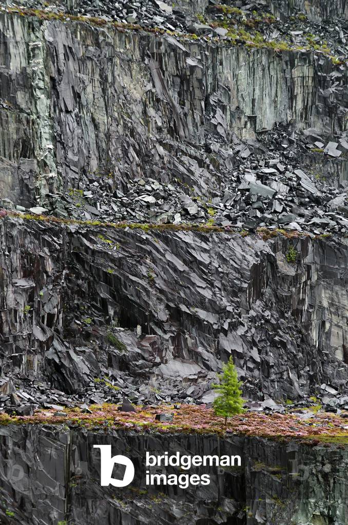 Larch Tree, Dinorwic Quarry, Llanberis, Snowdonia, Gwynedd, North Wales, UK (photo)