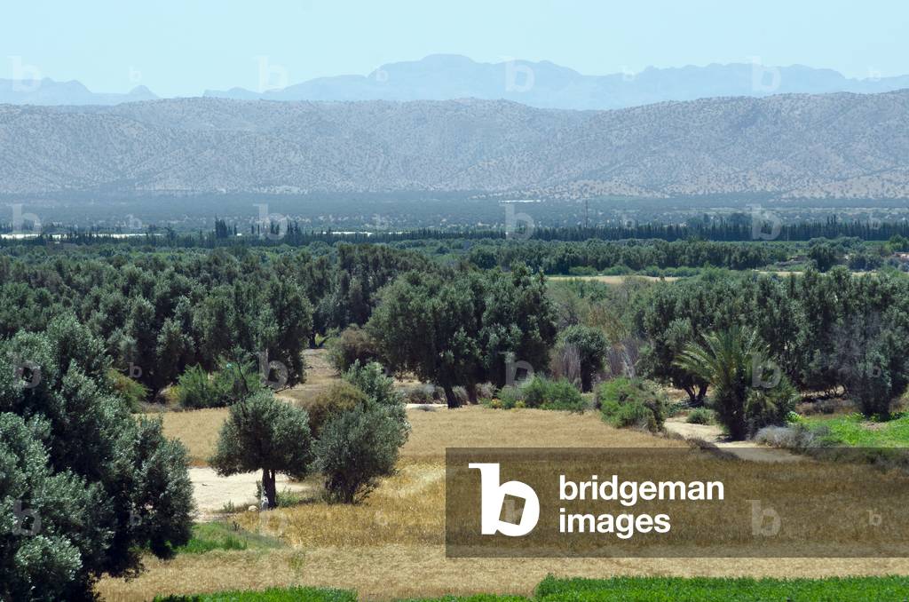 Souss River Valley: Fertile fields, tree crops (olive, date palm) interplanted with barley & maize, Agadir Talba, nr. Ait Aiaaza, Taroudant, Souss-Massa-Draa Region, Morocco