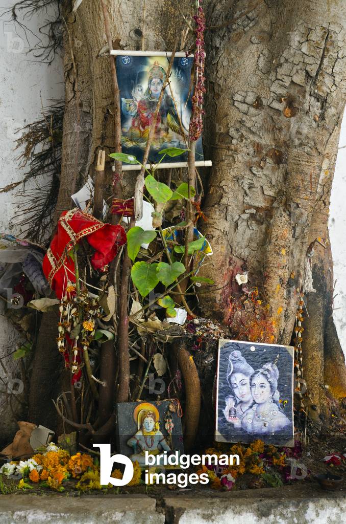 Hinduism: Small roadside shrine on base of treetrunk, 
The Old City, Jodhpur, Rajasthan, India (photo)