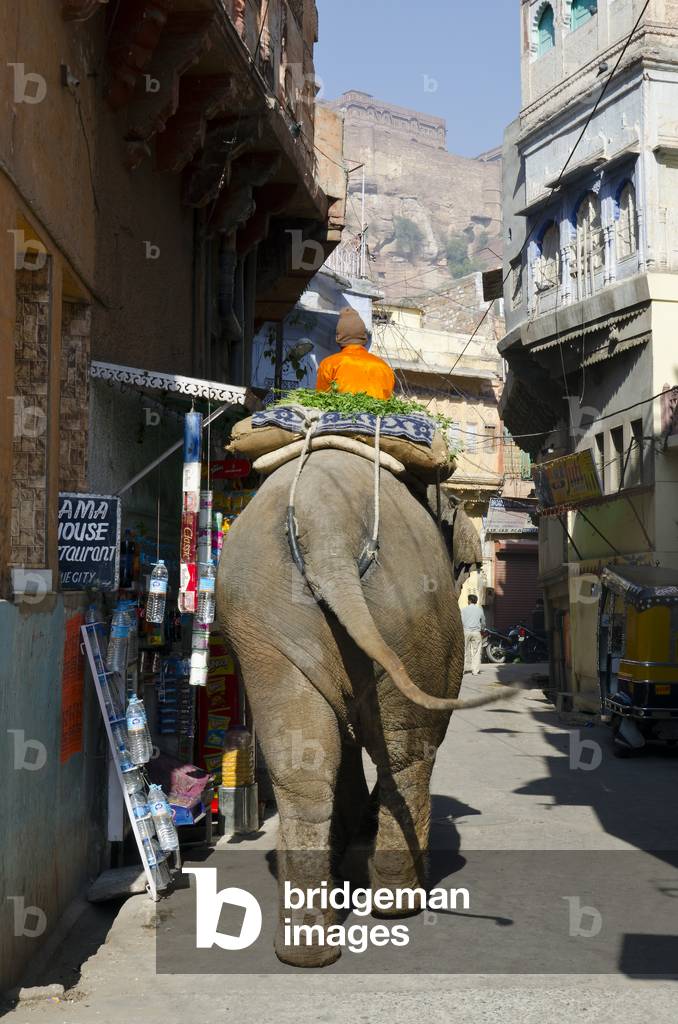 Elephant and rider (mahout) from behind,
Jodhpur, Rajasthan, India (photo)