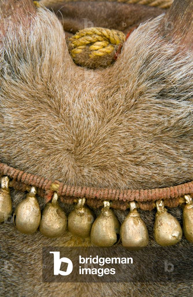 Rope halter with bells on bullock (photo)