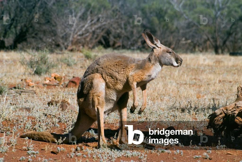 Red kangaroo (Macropus rufus, female, aka. Marloo), in outback bushland, Ninghan Station, nr. Paynes Find, Western Australia (photo)