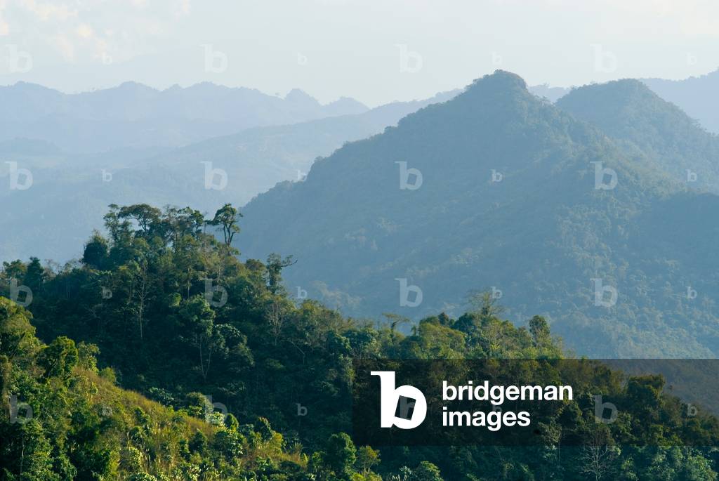 Montane tropical forest (rainforest) slopes in the Annamite Range,
Nonghet District, Xieng Khouang Province, Laos, Indochina, Southeast Asia