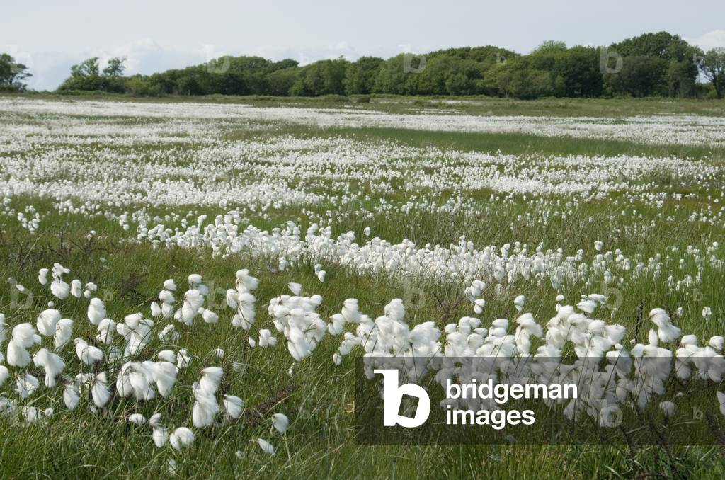 Common Cottongrass (Eriophorum angustifolium) flowering on swampy grassland, Welsh Moor Common, Gower, S.Wales, UK (photo)