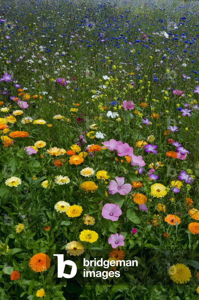 Ornamental Flower Meadow, Singleton Park, Swansea, S.Wales, UK (photo)