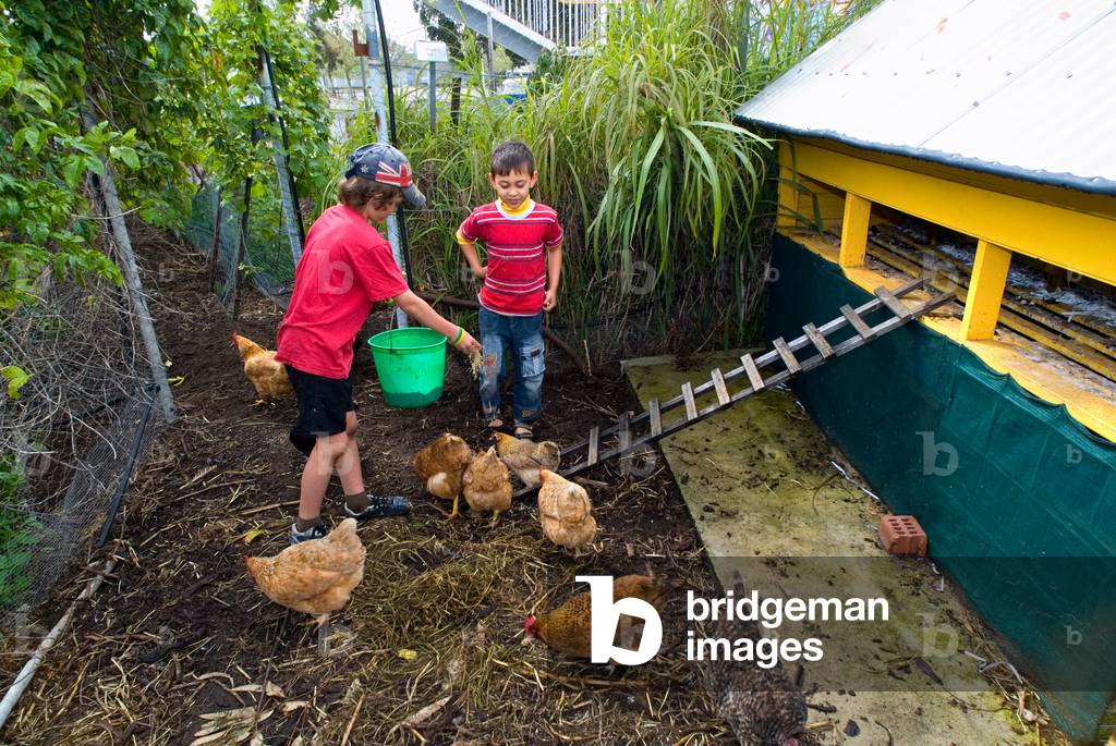 Children (boys) feeding chickens at city farm, henhouse Perth City Farm, Western Australia (photo)