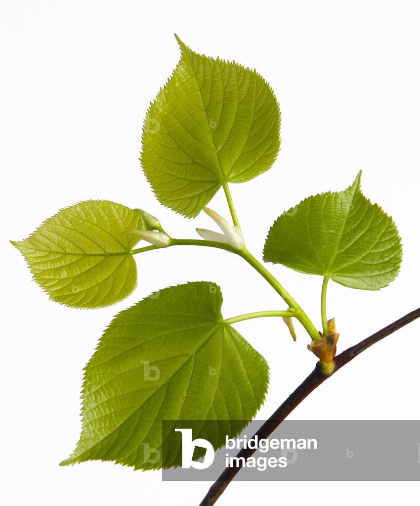 New spring leaves emerging on Common Lime (Tilia x vulgaris) tree (photo)