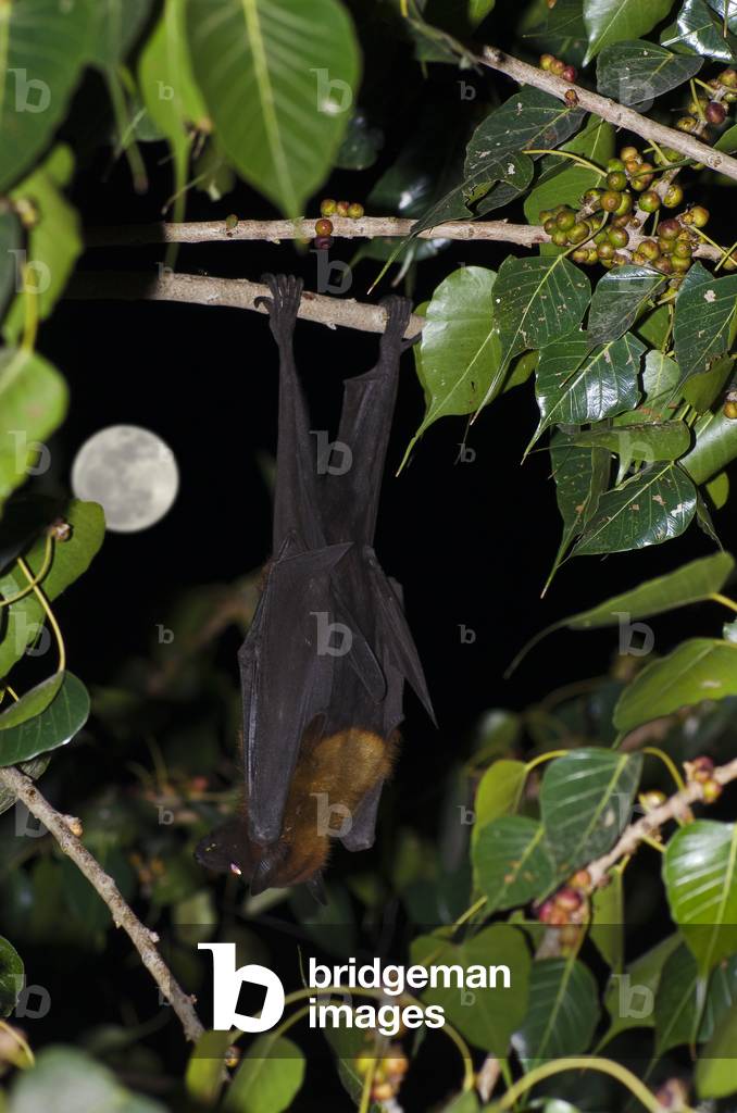 Indian flying fox hanging upside down in fruiting peepal tree in front of full moon,
Jodhpur, Rajasthan, India (photo)