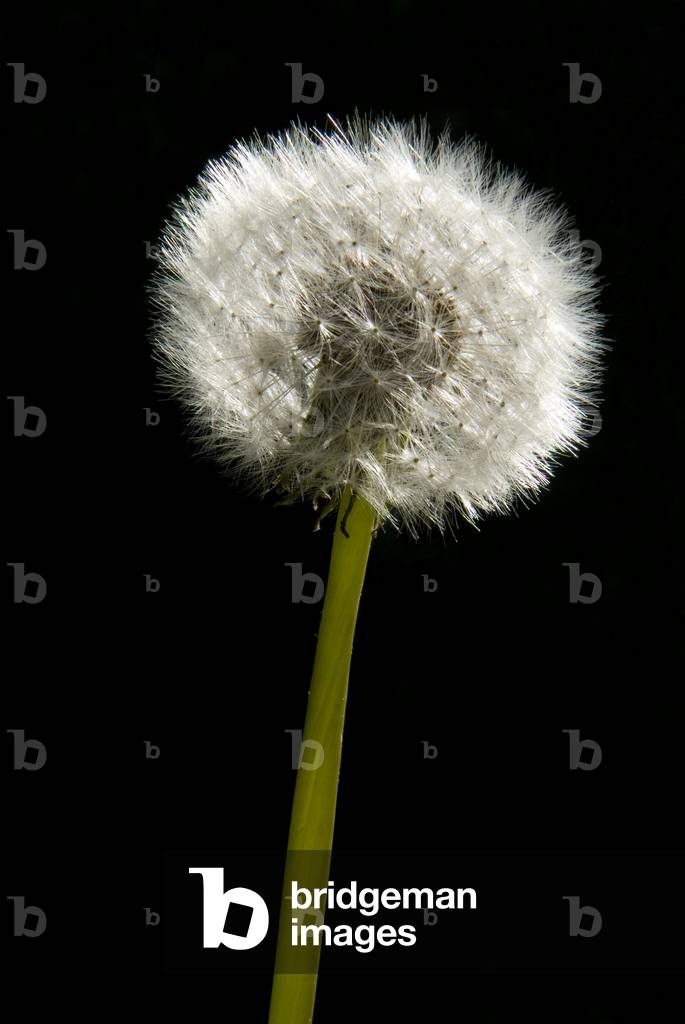 Dandelion (Taraxacum officinale) seedclock (photo)