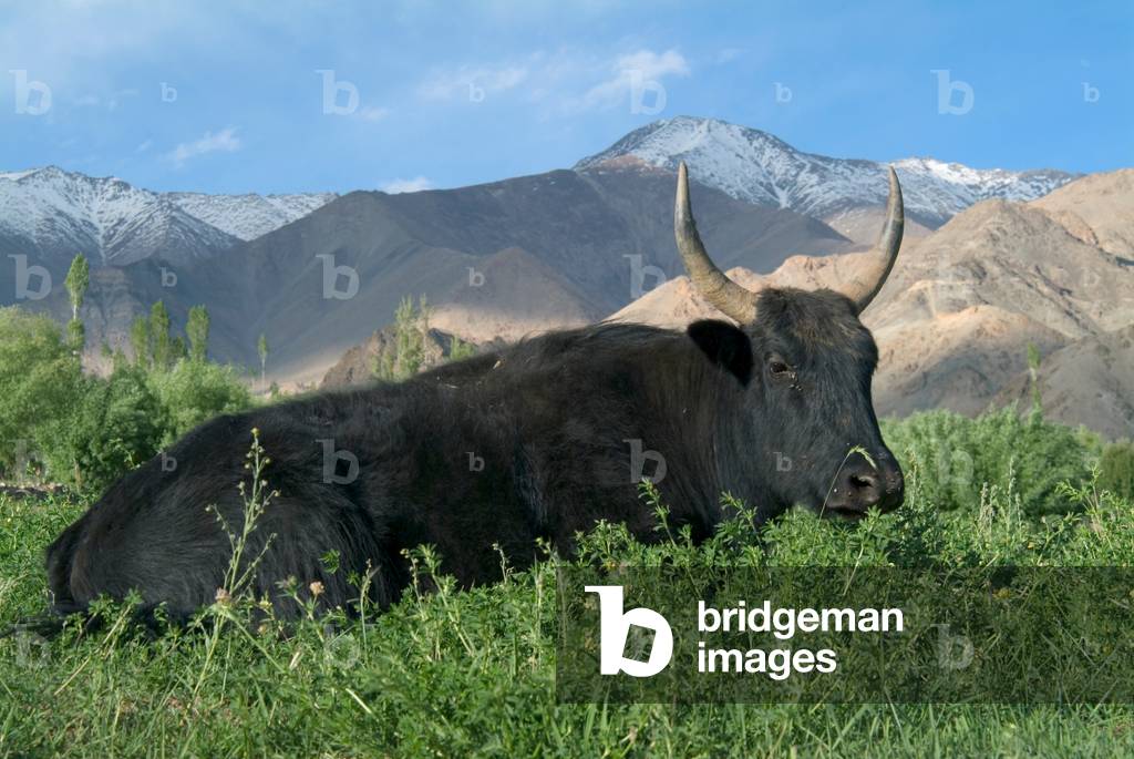 A horned cow resting in the Himalayan grasslands, Leh, Ladakh, India (photo)