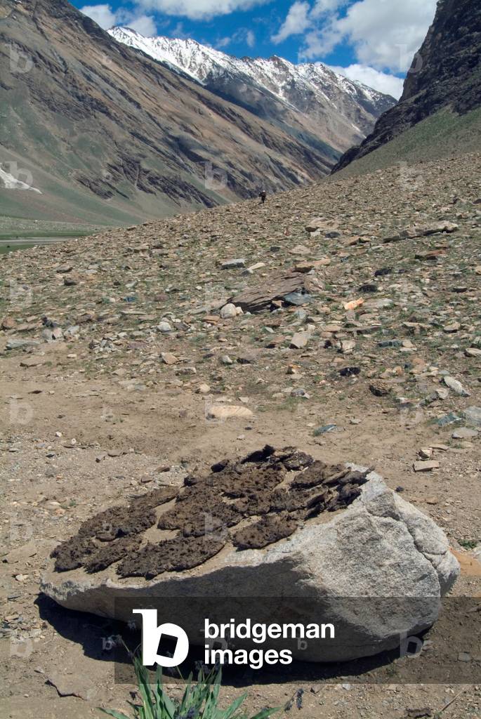 Dung left drying on rock for fuel nr. Pensi La Pass, Zanskar, Ladakh, Himalayas, Jammu and Kashmir, India (photo)