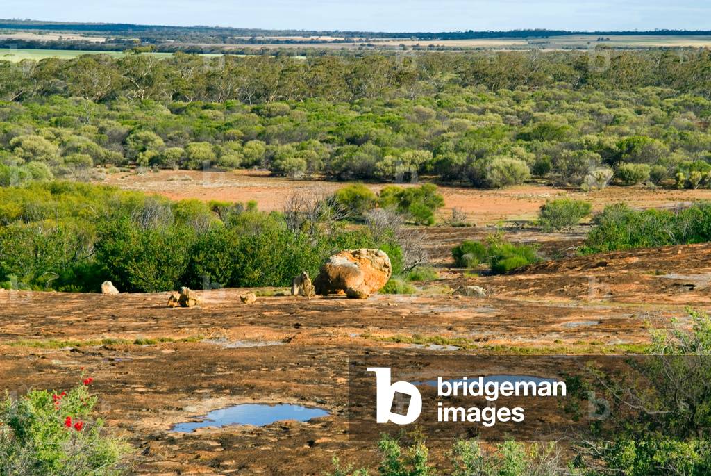 Granite outcrop surrounded by bushland in spring, natural rainwater pools in hollows, bckgnd: cleared farmland Billiburning Rock, nr. Beacon, Western Australia SLIGHTLY SOFT (photo)
