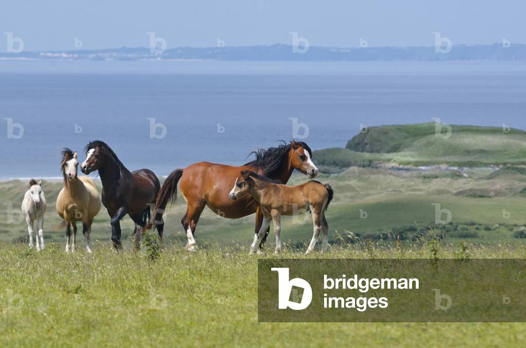 Horses & foals on pasture above  Gower coast, South Wales, UK (photo)