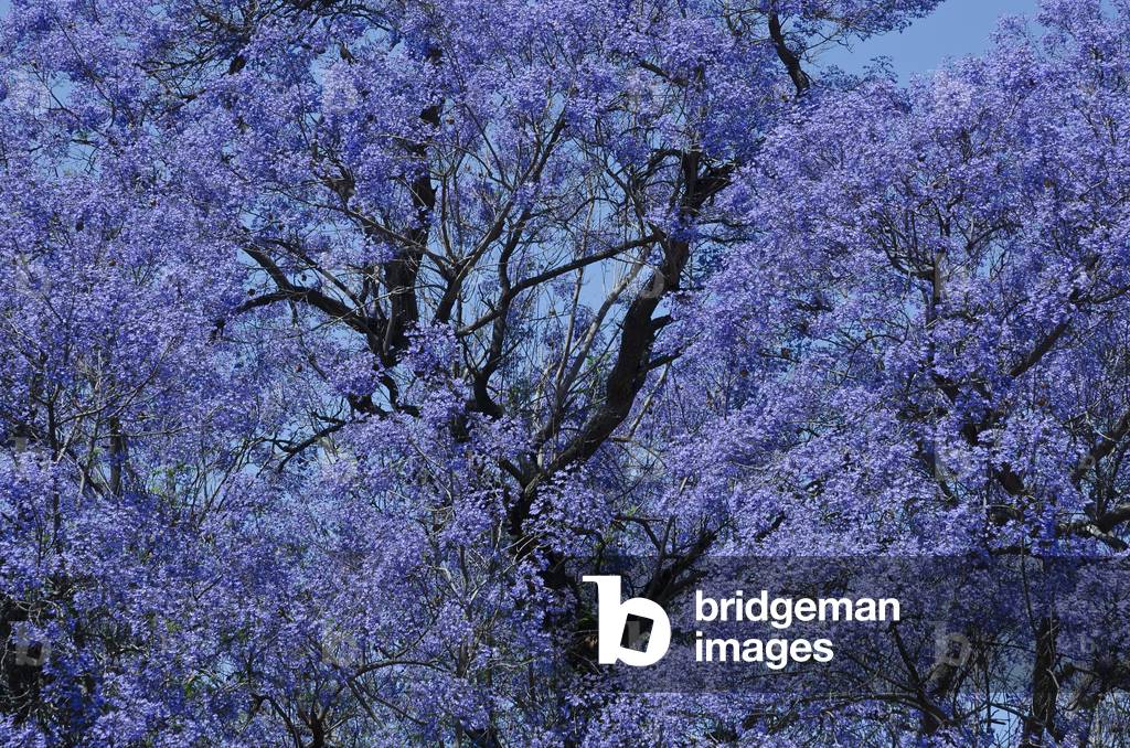 Jacaranda tree in full bloom, Taroudant, Souss-Massa-Draa Region, Morocco (photo)