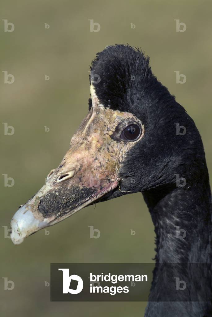 Magpie goose (Anseranas semipalmata), National Wetlands Centre Wales, Llanelli, Carmarthenshire, South Wales, United Kingdom (photo)