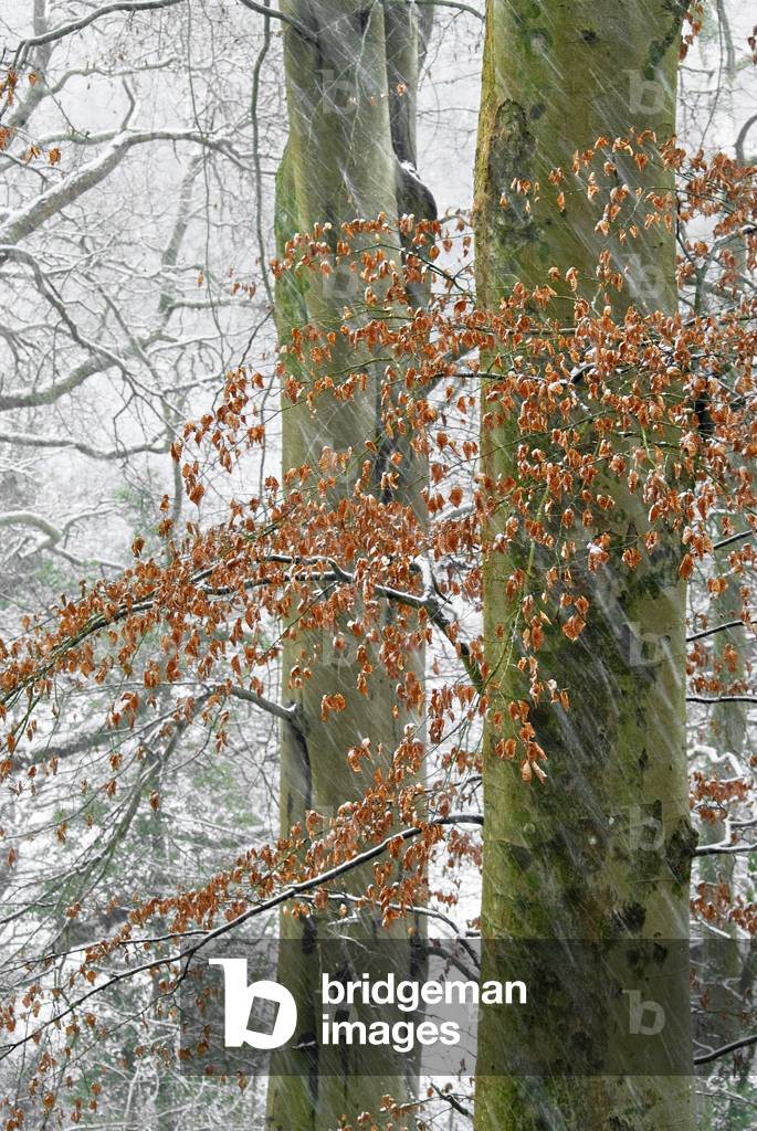 Falling snow in mixed beech woodland, Bishops Wood Nature Reserve, Gower, South Wales, UK (photo)