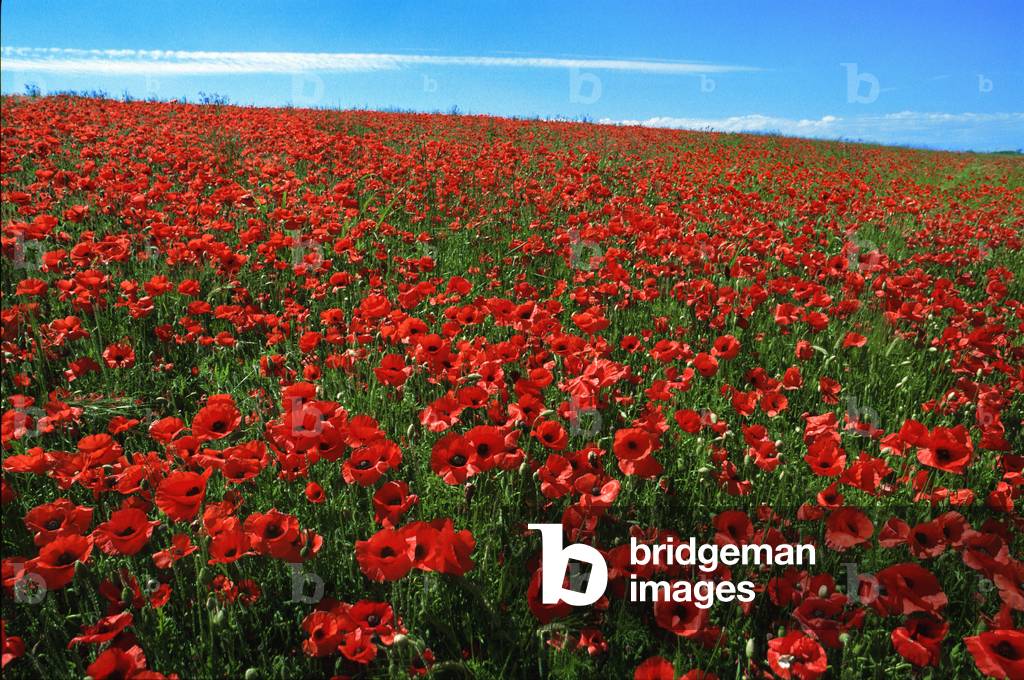 Poppy Wildflower Meadow, near West Hyde, Buckinghamshire, United Kingdom (photo)