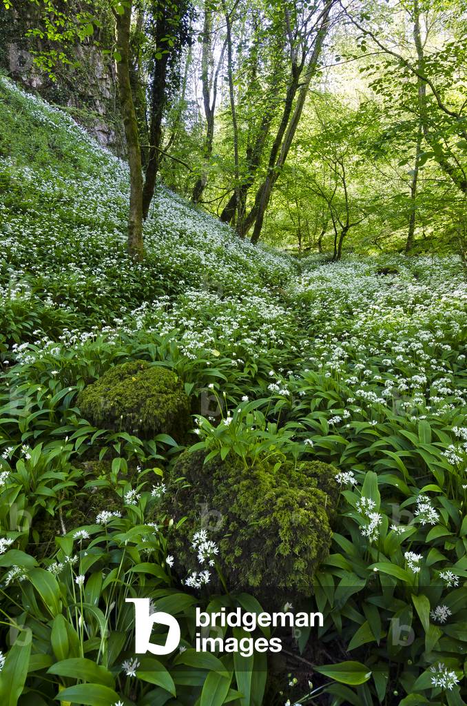 Track through flowering Ramsons (Allium ursinum) spring woodland, Gower, South Wales, United Kingdom, 2020 (photo)