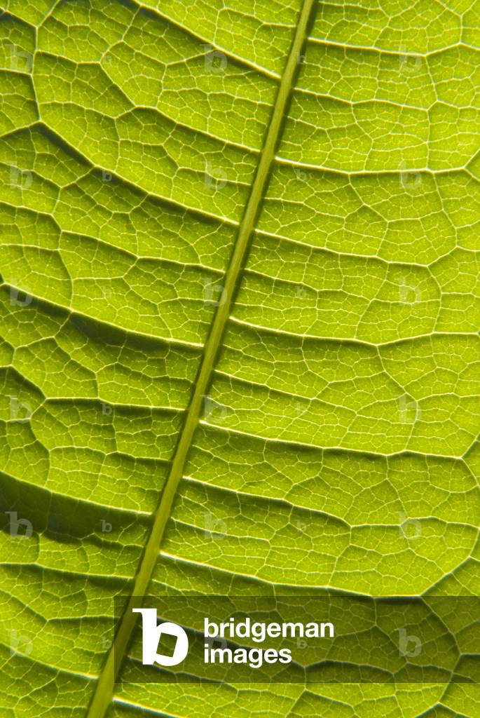 Teasel (Dipsacus fullonum) leaf, Gower, South Wales, United Kingdom (photo)