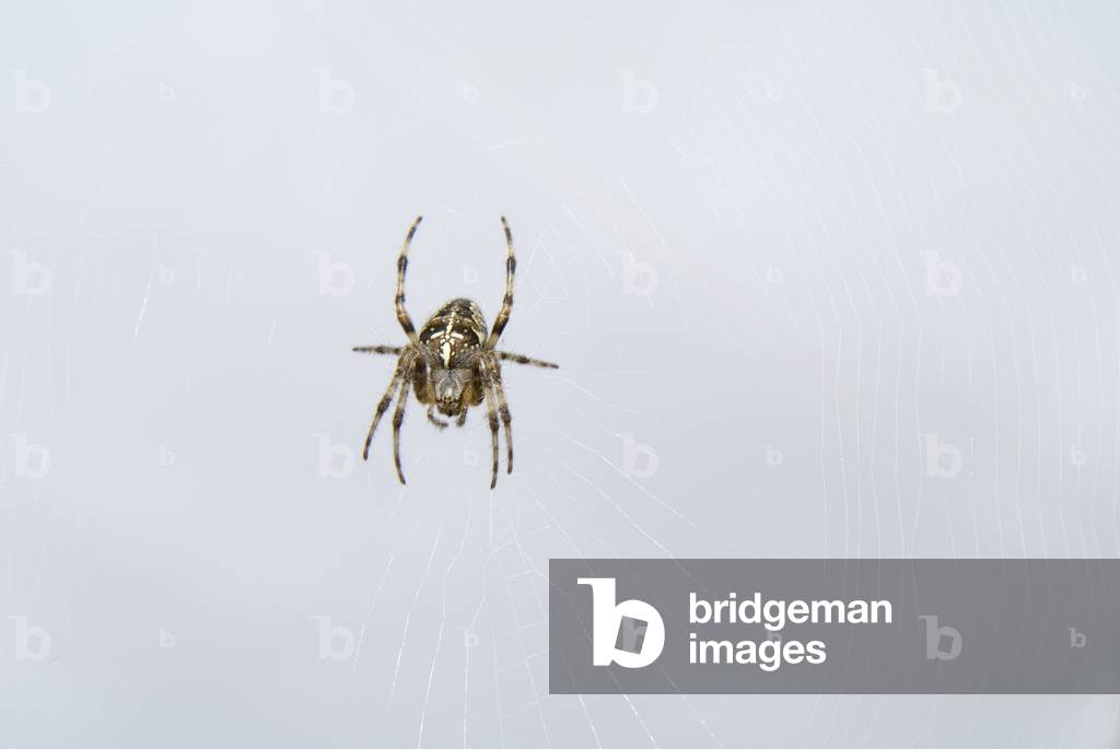 Garden Spider (Araneus diadematus) in orb web (photo)