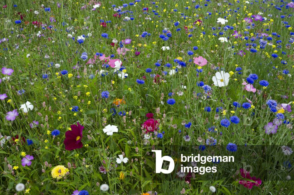 Ornamental flower meadow (predominantly blue cornflowers - Centaurea cyanus)
Singleton Park, Swansea, South Wales, UK(photo)