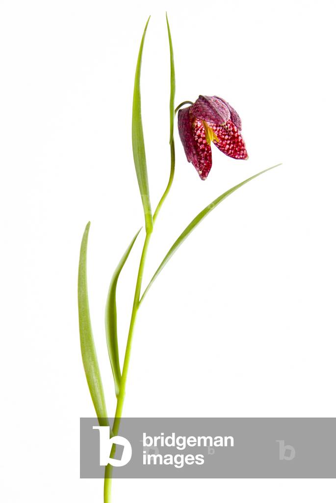 Snake's Head Fritillary, or Snakeshead Lily (Fritillaria meleagris) (photo)