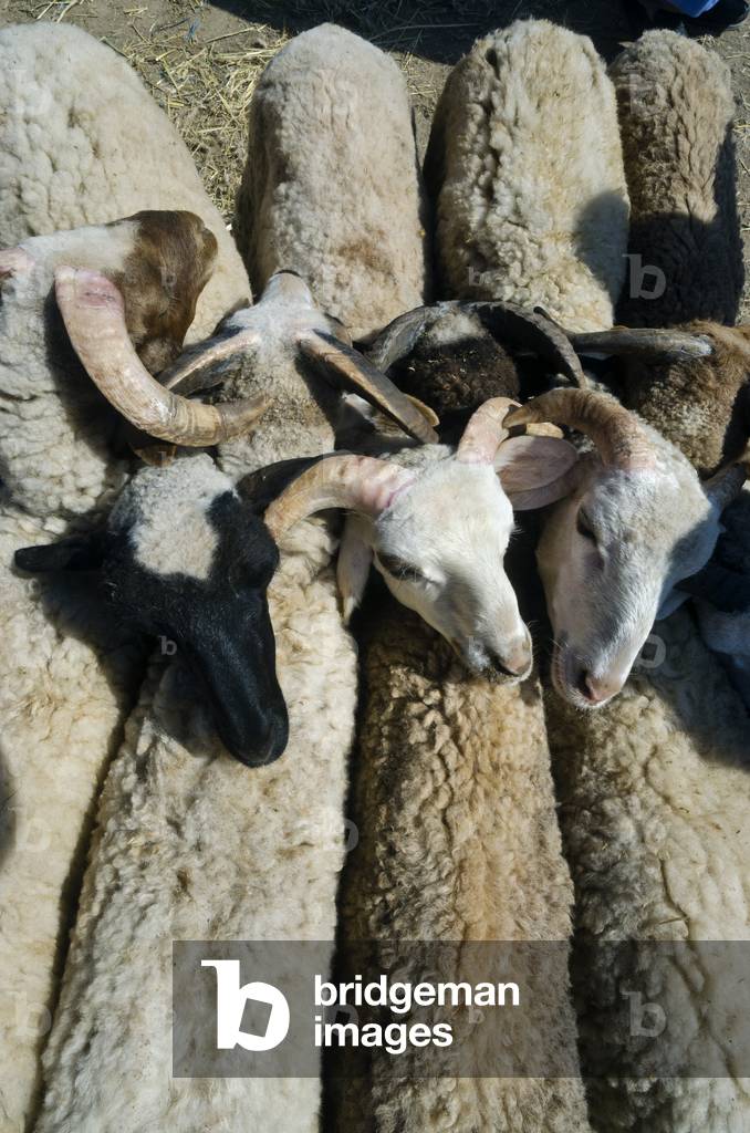 Sheep huddled together on Moroccan livestock town market, Taroudant, Souss-Massa-Draa Region, Morocco (photo)