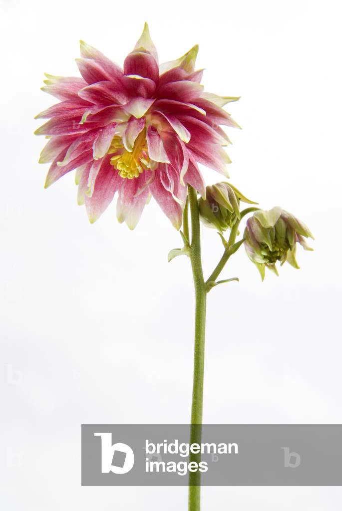 Columbine, or Granny's Bonnets (Aquilegia vulgaris) (photo)