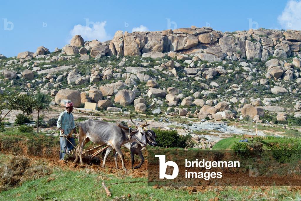 Farmer with two bullocks harrowing field in granite landscape (photo)