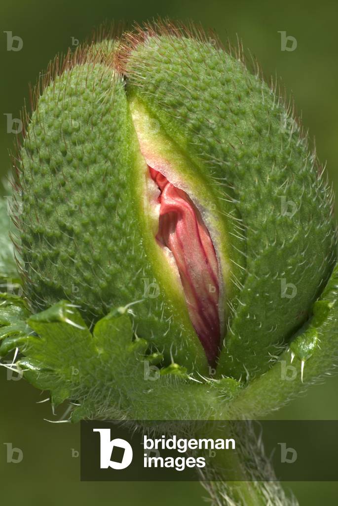 Oriental poppy (Papaver orientale), close-up of opening bud, Gower, South Wales, United Kingdom (photo)