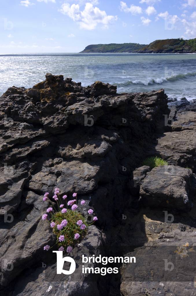 Thrift (Armeria maritima) flowering in rocky seacliffs, Gower, South Wales, United Kingdom, 2020 (photo)