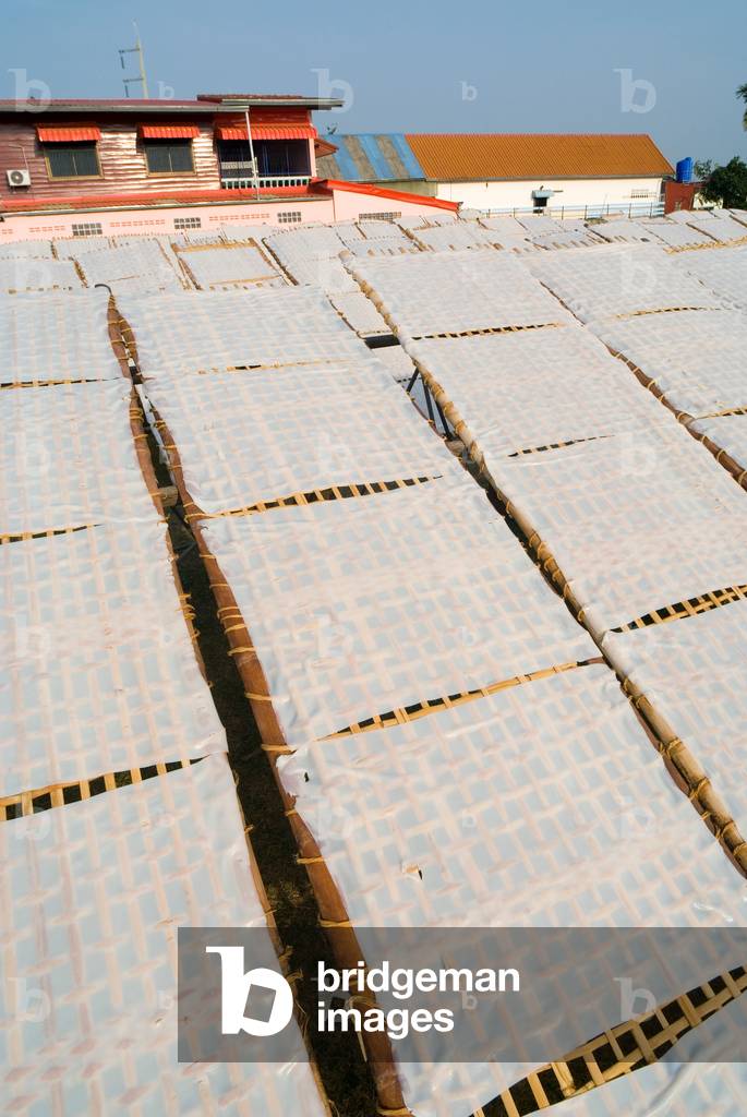 Rice paper spring roll wrappers drying in morning sun on bamboo racks outside factory,
Tha Bo, Nong Khai Province, Isaan, Thailand (photo)