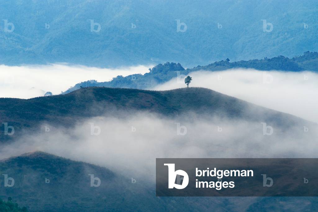 Dawn mist on slopes of Montane tropical forest (rainforest) in the Annamite Range, single tree on crest
Phaklak, Nonghet District, Xieng Khouang Province, Laos, Southeast Asia