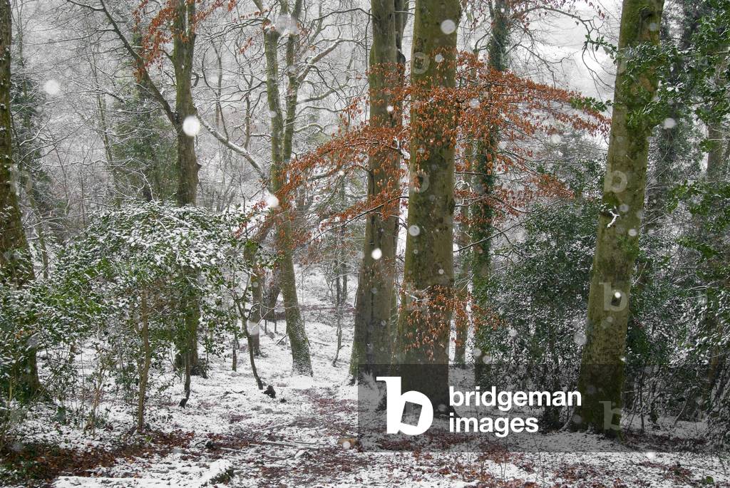 Falling snow in mixed beech woodland, Bishops Wood Nature Reserve, Gower, South Wales, UK (photo)