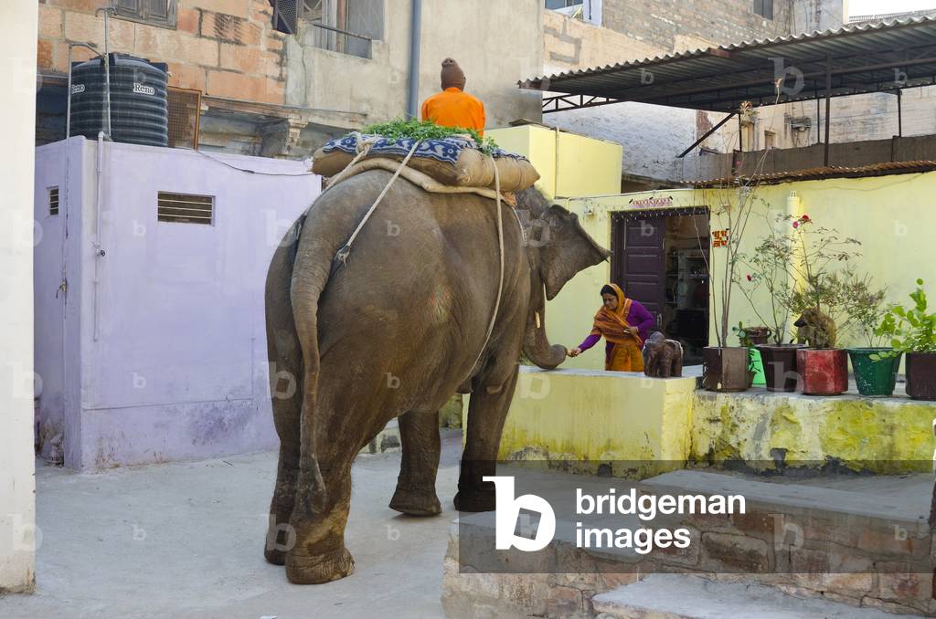 Hindu temple elephant and rider collecting alms from woman,
Jodhpur, Rajasthan, India (photo)