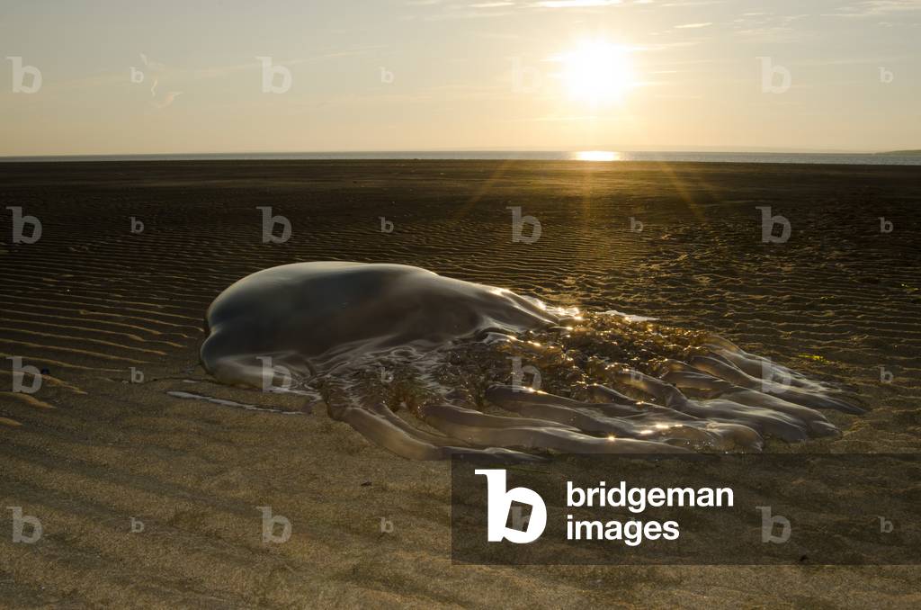 Barrel Jellyfish (Rhizostoma pulmo), Whiteford Sands, Gower, S.Wales, UK (photo)