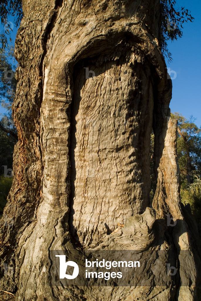 Ancient Tuart tree (Eucalyptus gomphocephala) trunk in evening light, 'Scar Tree' scarred by Nyoongar Aborigines taking bark for containers, shields, shelter Botanic Garden, Kings Park, Perth, Western Australia (photo)
