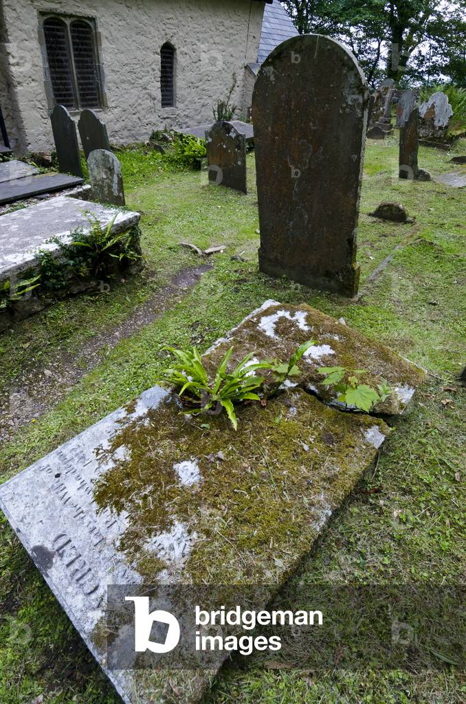 Weeds growing through cracked grave ledger in countryside churchyard, St. Illtyd's Church, Oxwich, Gower, South Wales, United Kingdom, 2020 (photo)