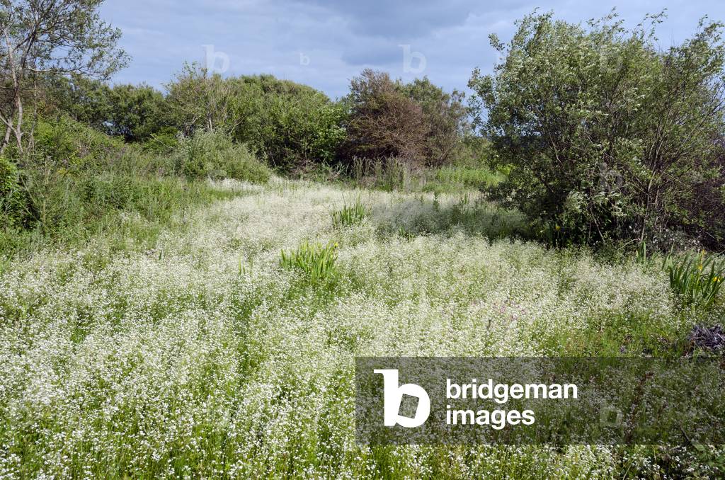 Spread of flowering Common Marsh Bedstraw (Galium palustre), Whiteford National Nature Reserve, Llanmadoc, Gower, South Wales, UK (photo)