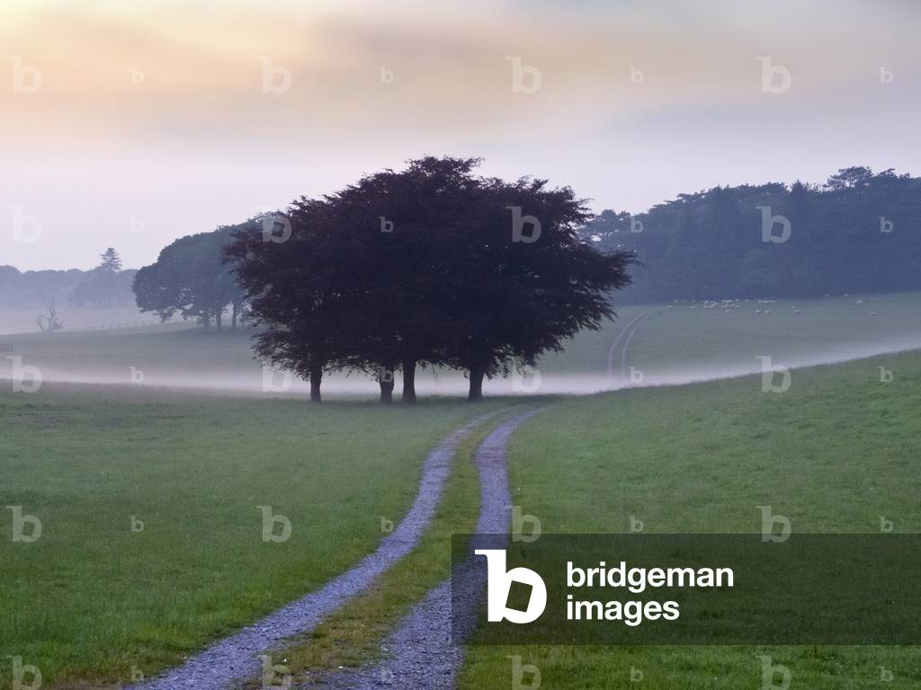 Track through misty field with copper beeches, Gower, South Wales (photo)