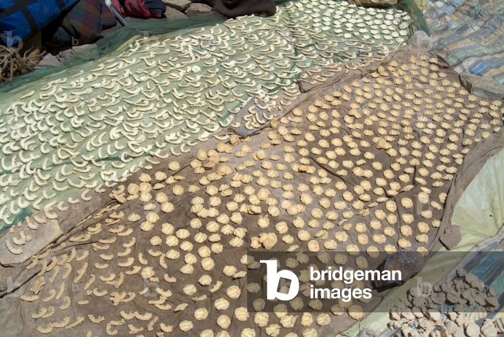 Yak cheese pieces drying on roof of cheesery nr. Pensi La Pass, Zanskar, Ladakh, Himalayas, Jammu and Kashmir, India (photo)