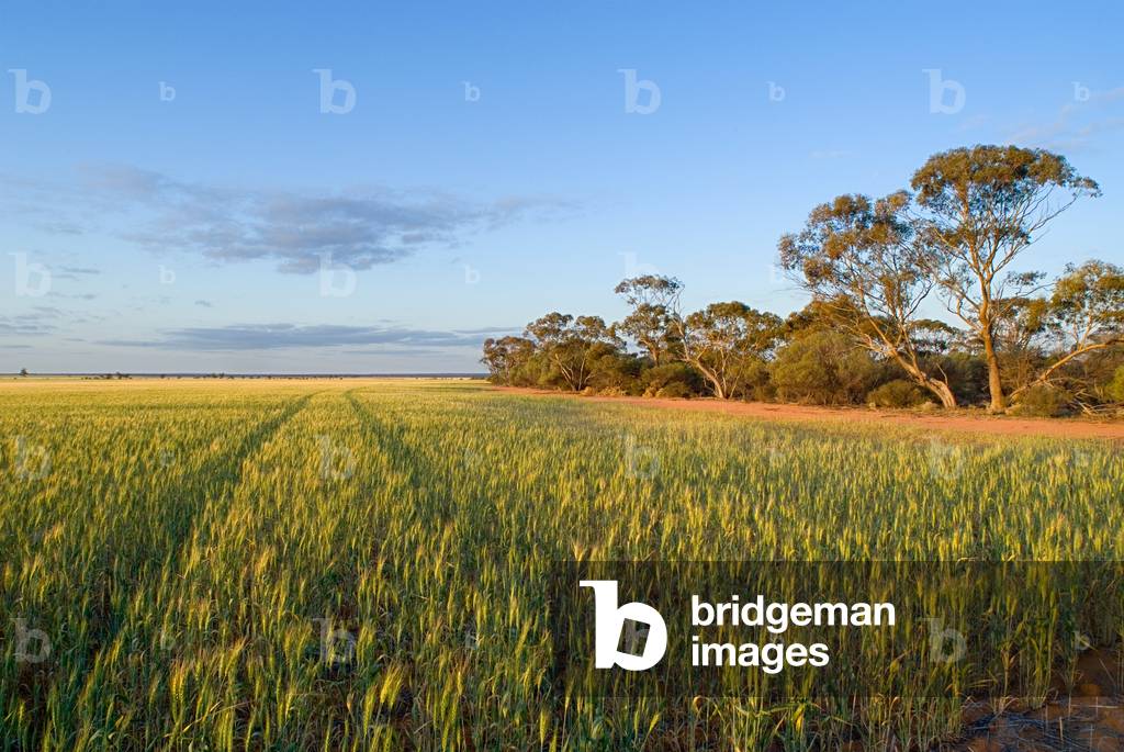 Cleared farmland (wheatfield) adjacent to remnant bushland (under WWF nature conservation covenant) on remote farm in sunset light Huckstep Farm, Beacon, n/e. Wheatbelt, Western Australia (photo)