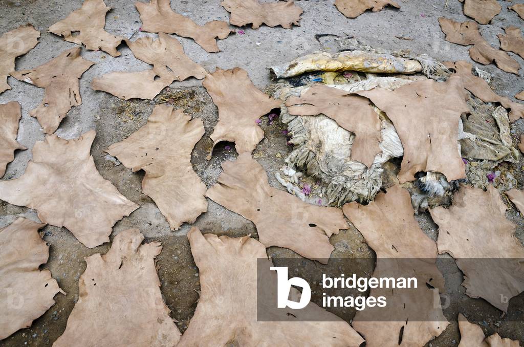 Traditional Moroccan tannery: Animal hides left to dry on ground, Taroudant, Souss-Massa-Draa Region, Morocco (photo)