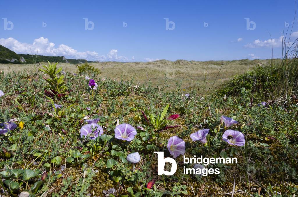 Coastal dune flora: Flowering Sea Bindweed (Convolvulus soldanella), Oxwich National Nature Reserve, Gower, South Wales, United Kingdom, 2020 (photo)