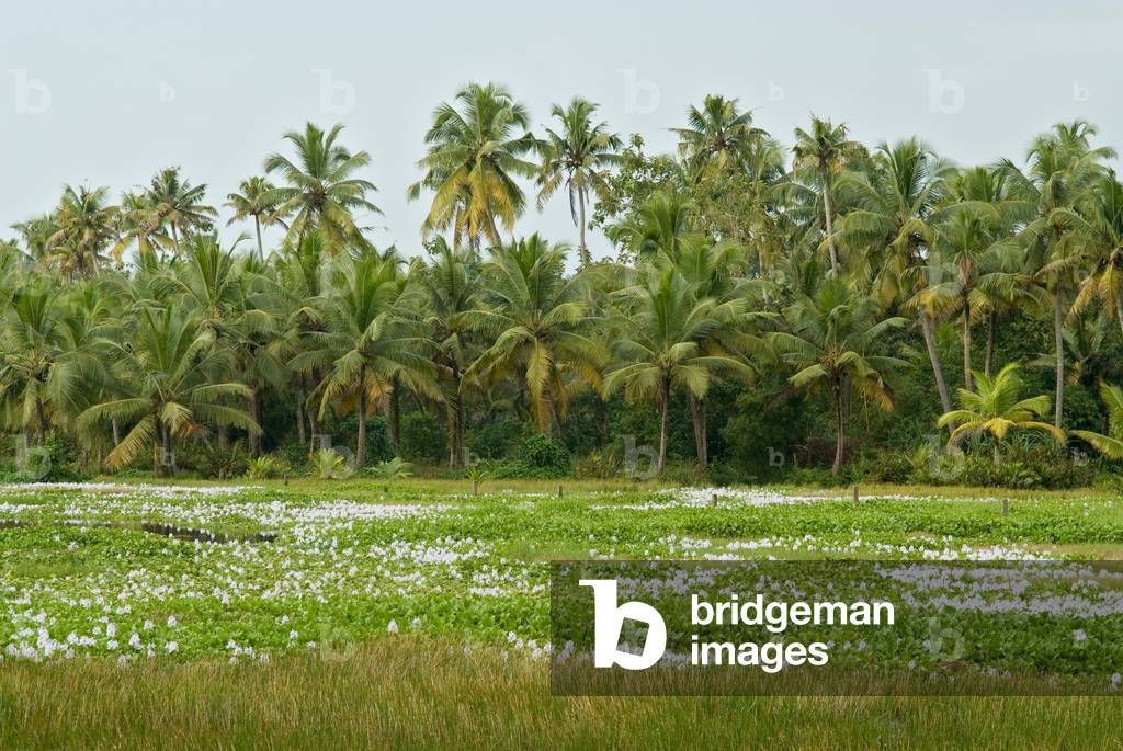 Water Hyacinth carpeting water meadow in front of coconut palm forest (photo)