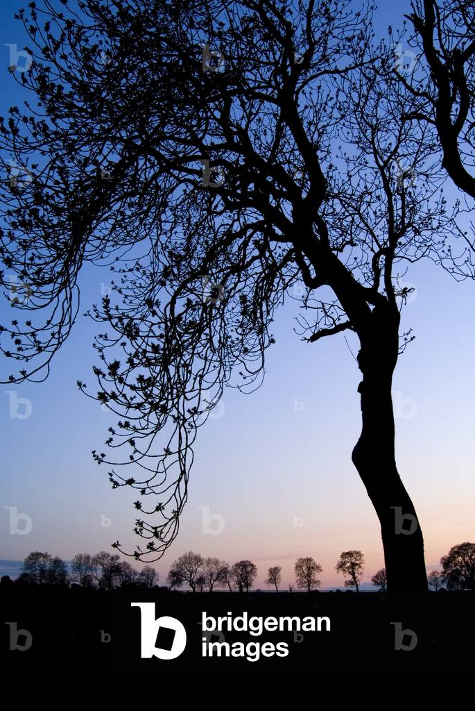 Ash tree budding in spring and row of other trees silhouetted in sunset afterglow, Harnham, Belsay, Northumberland, UK (photo)