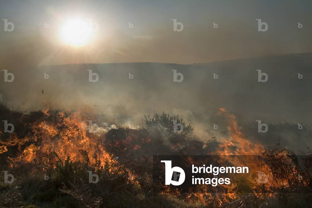 Traditional spring swaling of common land, Cefn Bryn, Gower, South Wales, United Kingdom (photo)