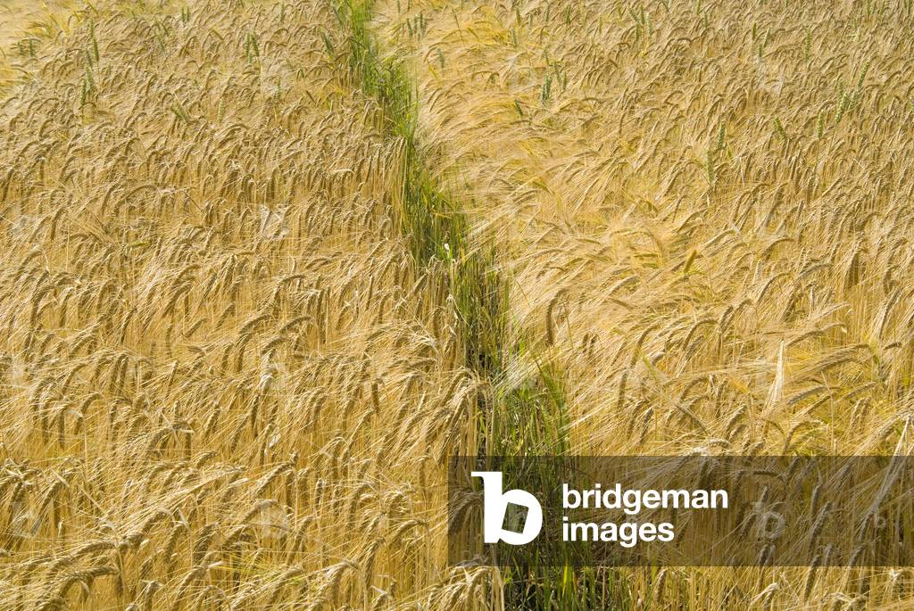 Barley field ripening, near Ripon, Yorkshire, UK (photo)