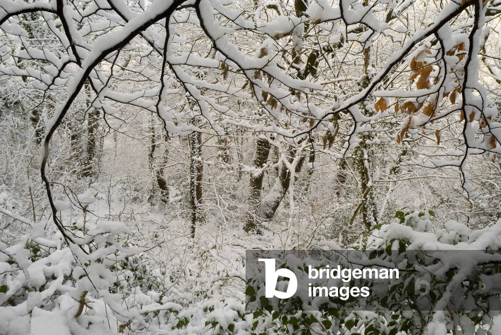 Deep snow in mixed oak and beech woodland, Bishops Wood Nature Reserve, Gower, S.Wales, UK (photo)