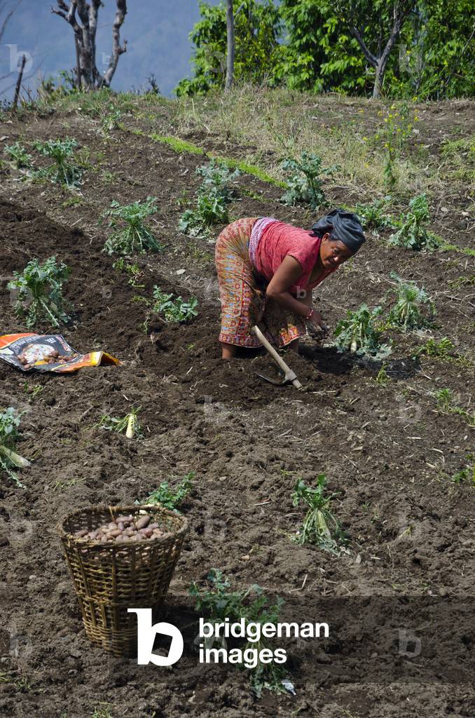 Nepali hillfarming woman harvesting potatoes on field, 
(hail damage to intercropped mooli radishes), 
Majhthana, near Pokhara, Nepal (photo)